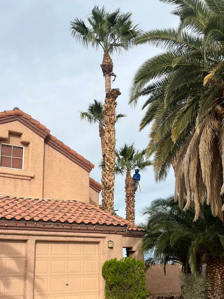 Desert Landscaping by Galvez Landscaping Las Vegas