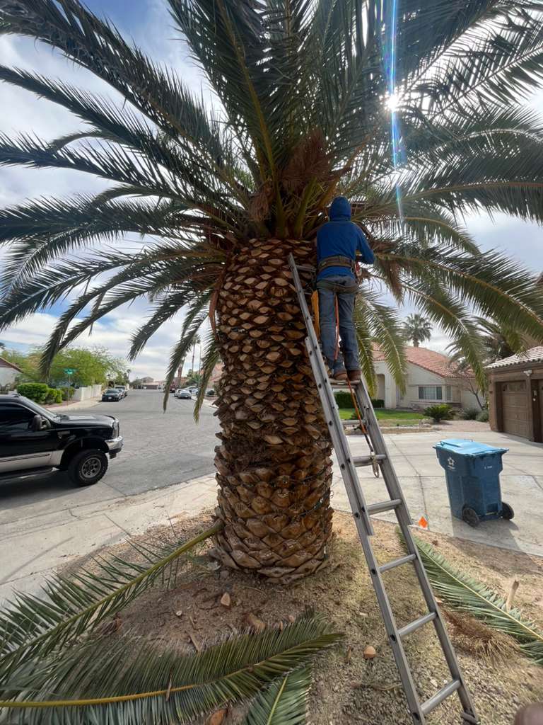 Desert Landscaping by Galvez Landscaping Las Vegas