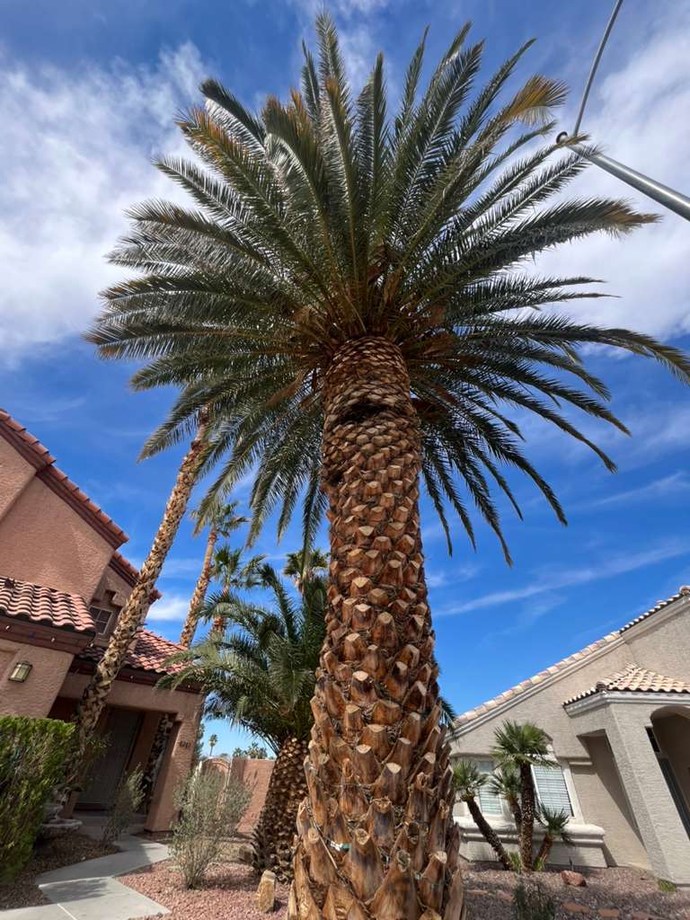 Desert Landscaping by Galvez Landscaping Las Vegas