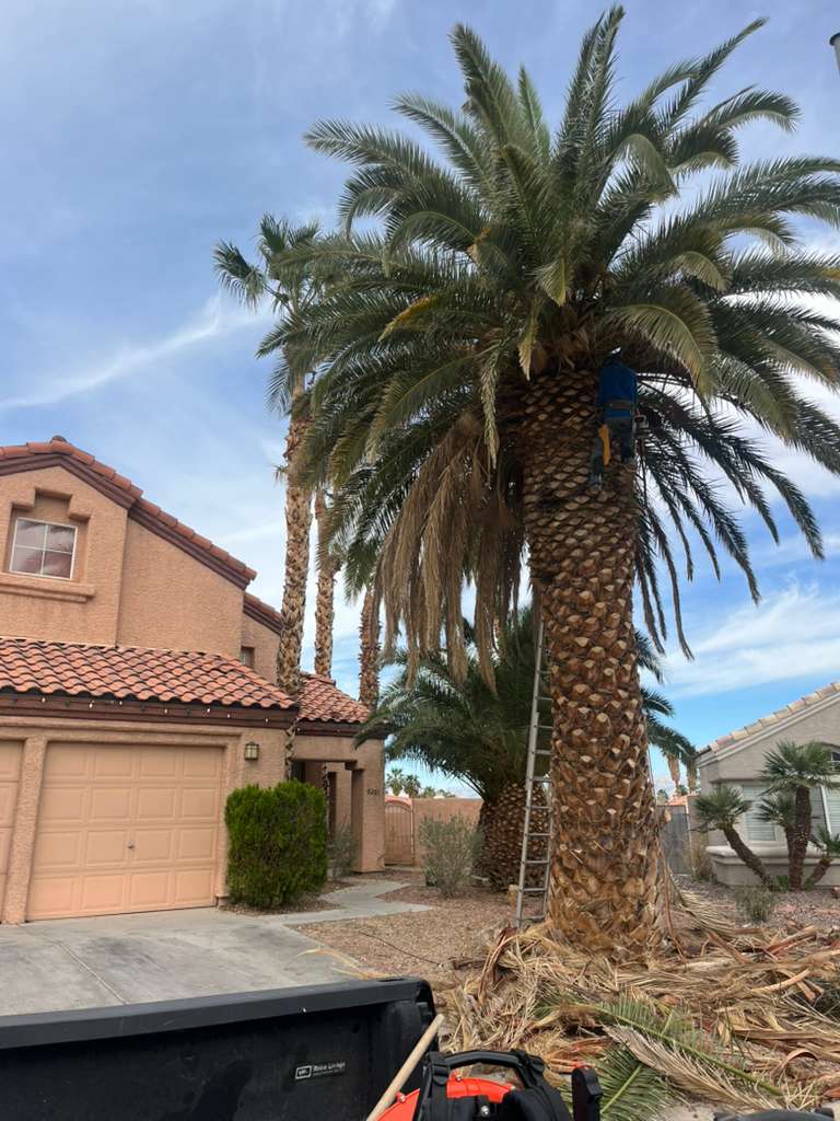 Desert Landscaping by Galvez Landscaping Las Vegas