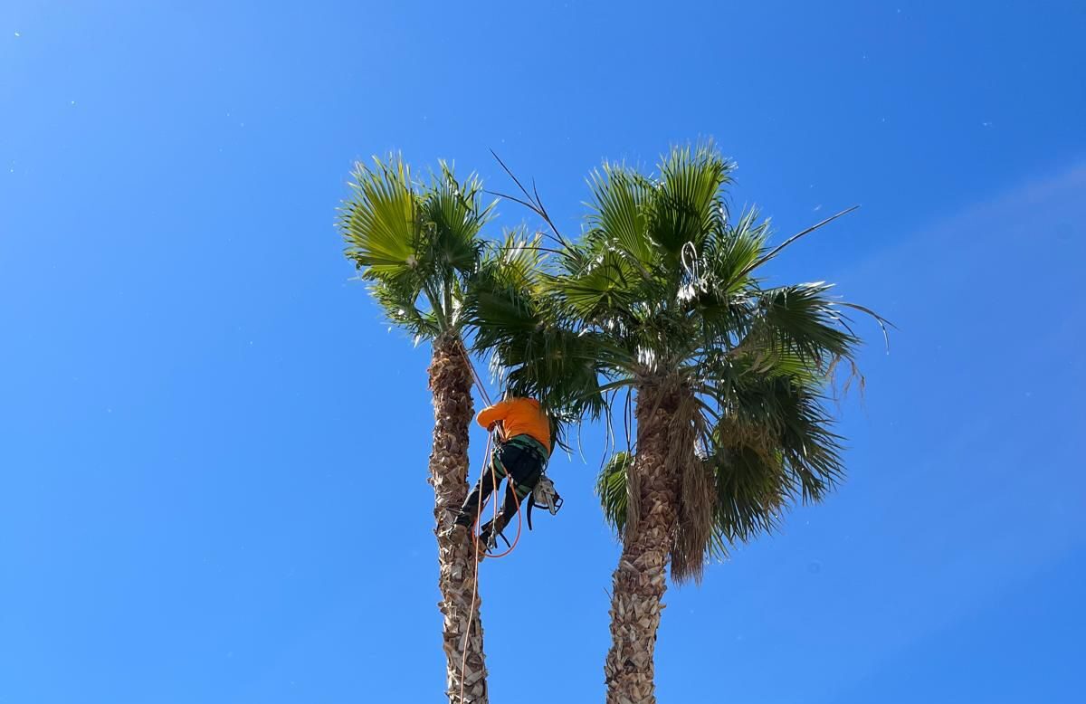 landscaping las vegas