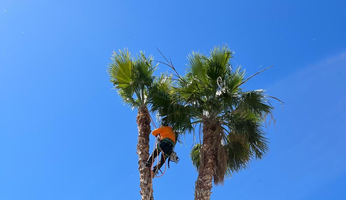 landscaping las vegas